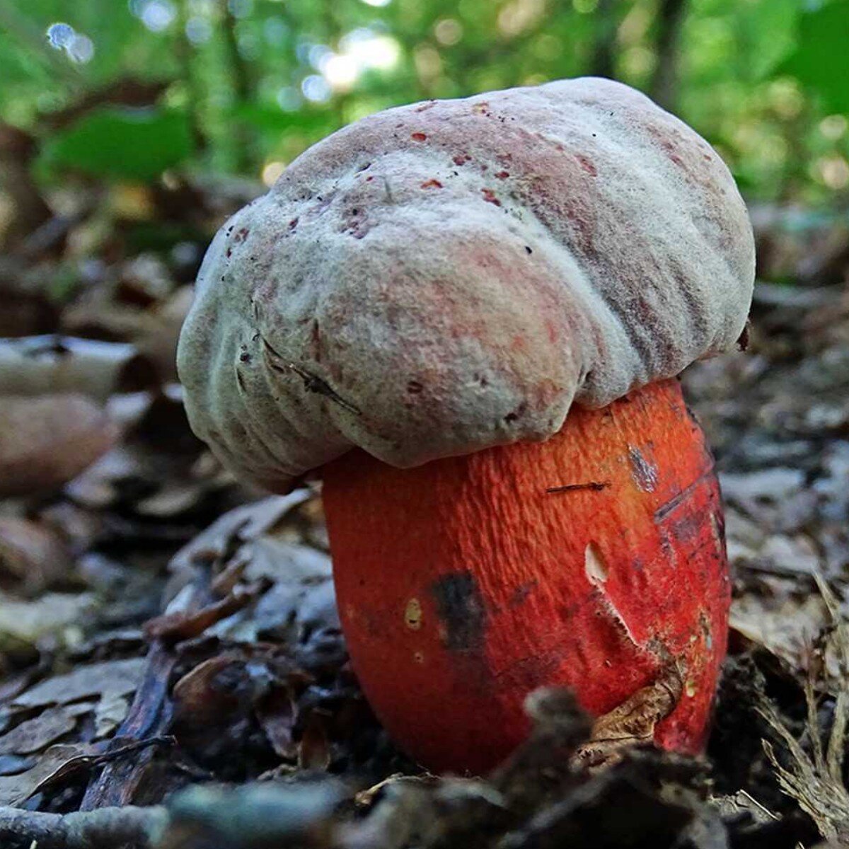 Лесной чёрт — Сатанинский гриб (лат. Rubroboletus satanas) | Грибы:  собираем, готовим, едим | Дзен