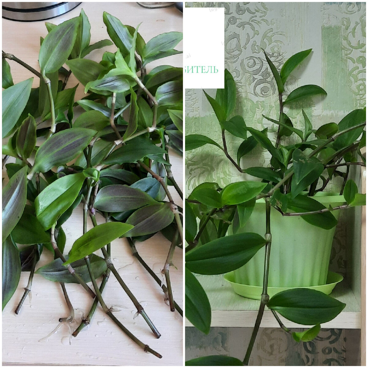 Моя традесканция. Черенкую