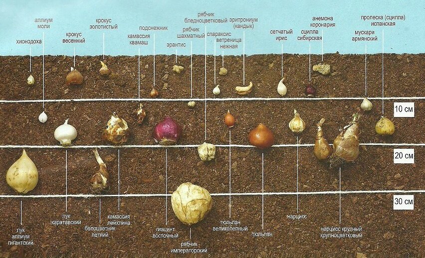 Схема посадки луковичных цветов