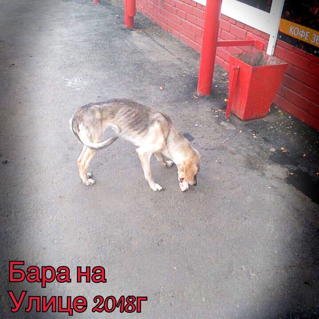 Бара до поступления в приют. 
