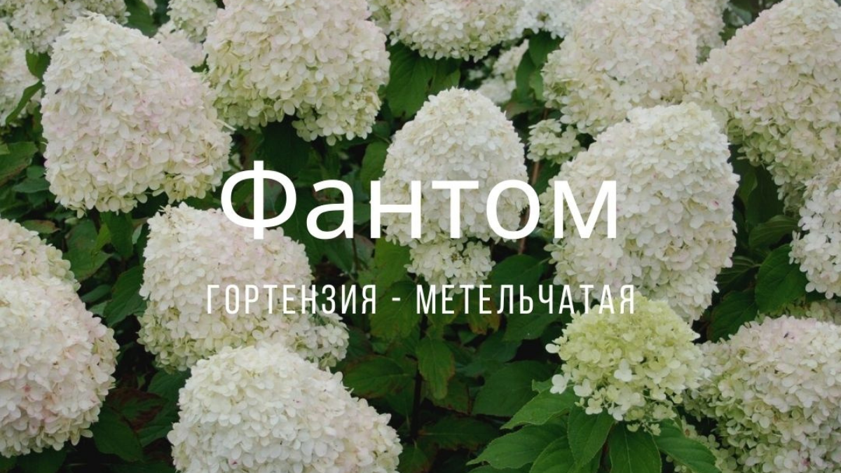 Метельчатая гортензия Фантом