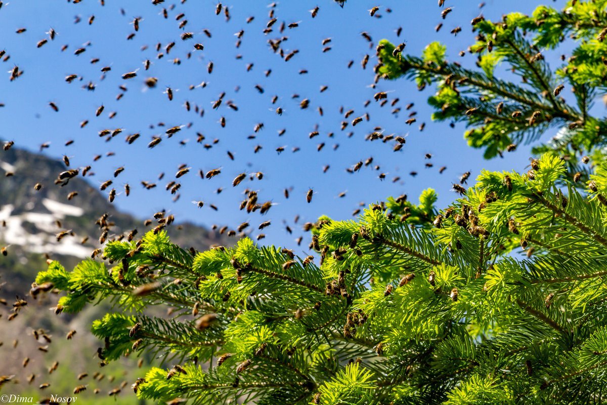 Яндекс картинка.