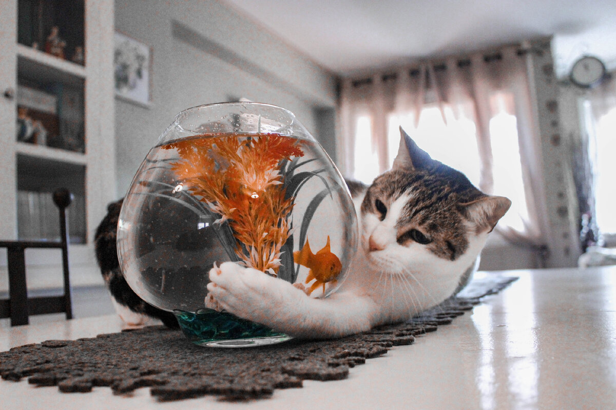 Можно ли давать кошке рыбу? | Афина | Дзен