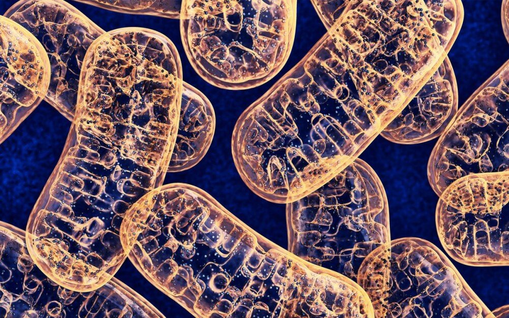 Митохондрии под микроскопом