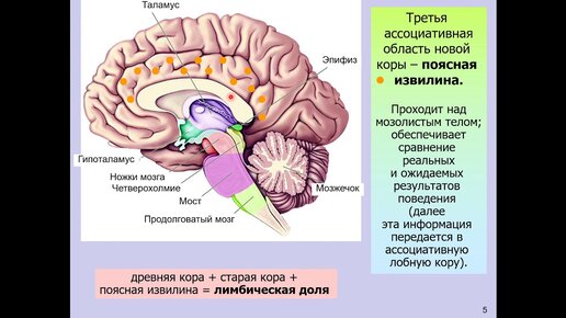 Дубынин В. А. - Мозг: как он устроен и работает - Лекция 8