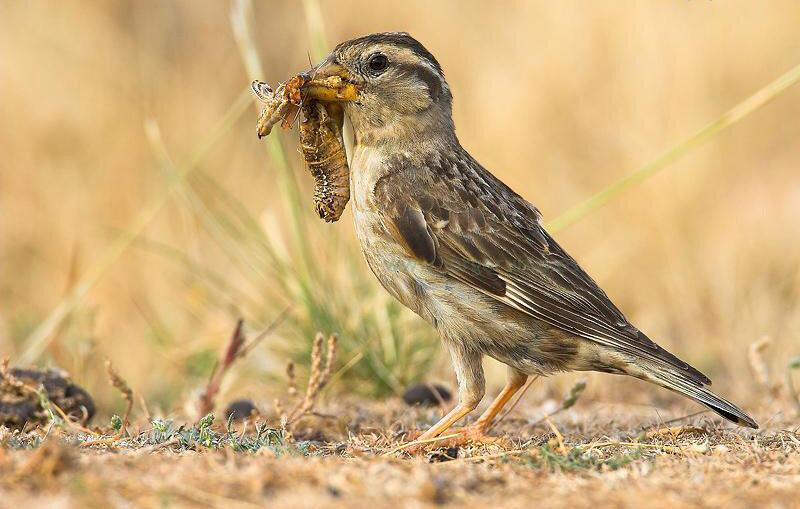 Ca parte a programului „Marele Salt înainte”, următorul congres al Partidului Comunist Chinez din iarna anului 1957 a prezentat o propunere de lansare a unei campanii la scară largă de exterminare a vrăbiilor.-5