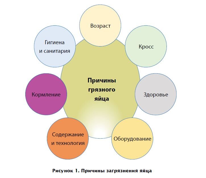 Куриные бизнес план яйца