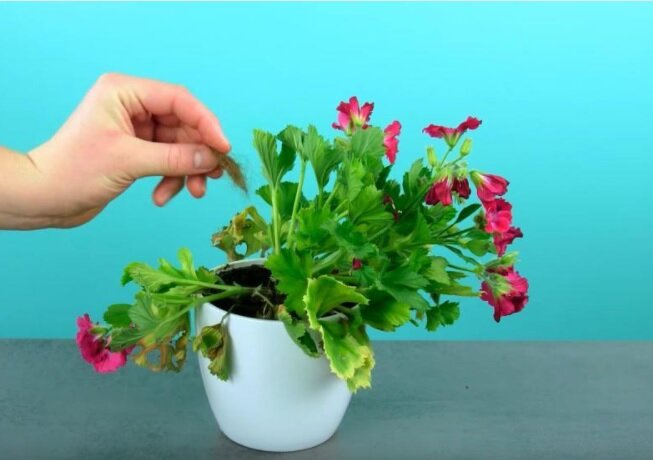 Применение волос, как удобрения