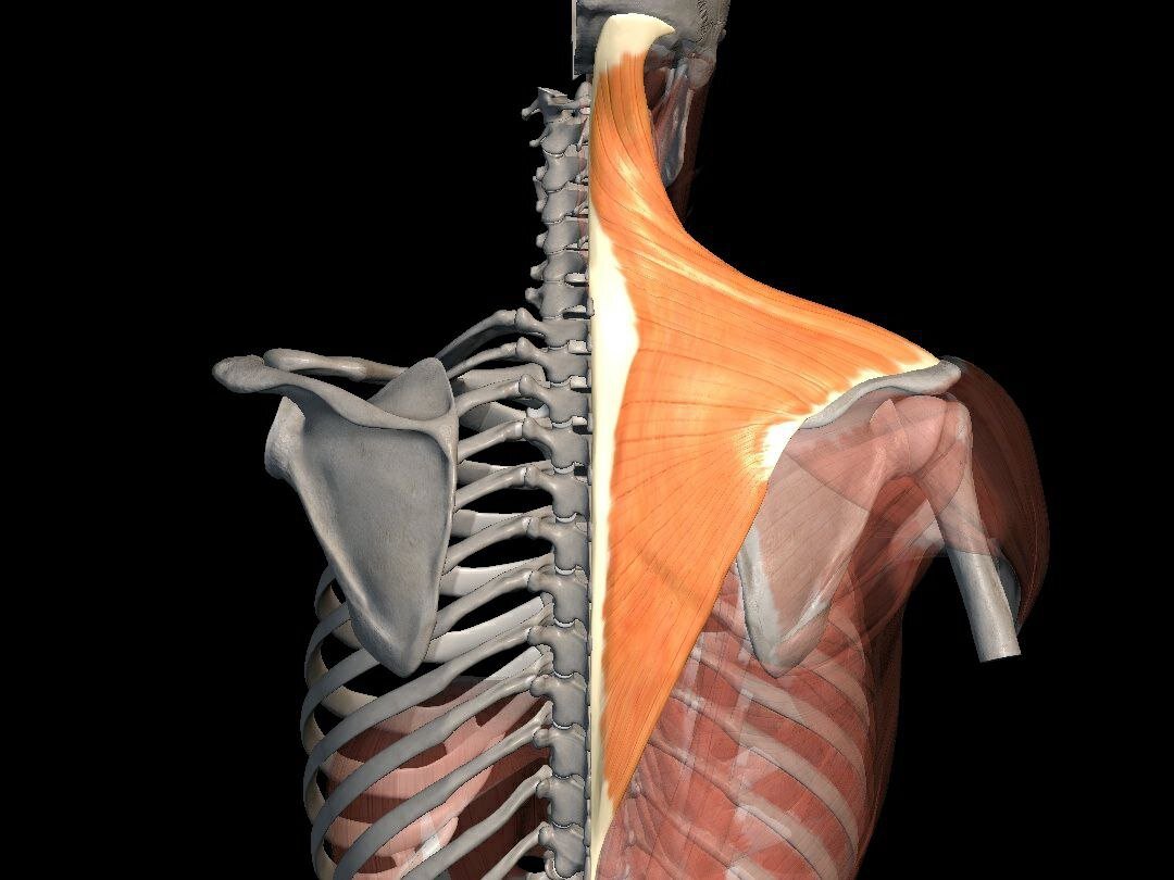 Трапециевидная мышца. Верхняя порция склонна к спазму и укорочению. Что приводит к головным болям, болям в шее. Плечи " ползут к ушам"