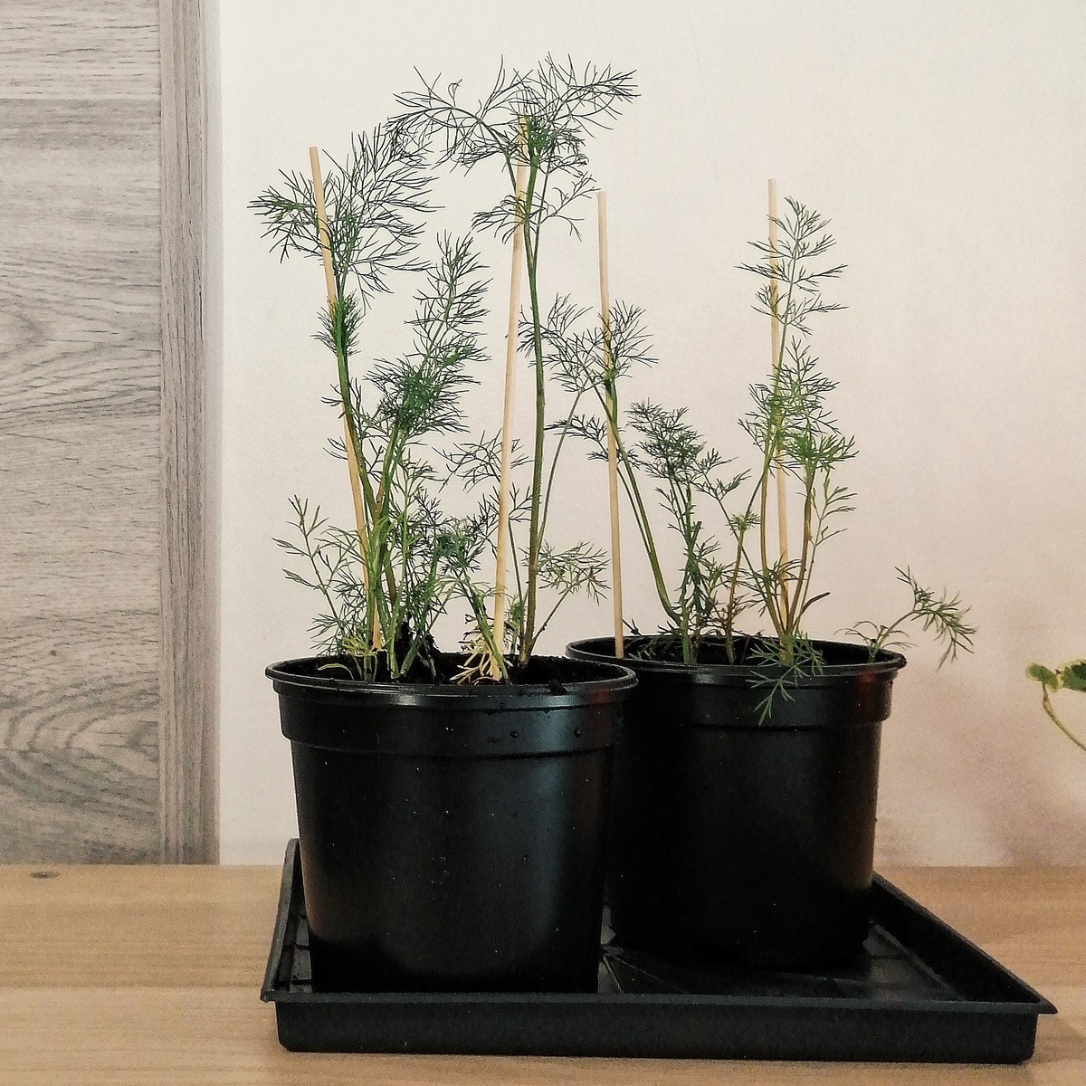 Укроп "кустовой" - выглядел очень симпатично, пока не заболел вредителями