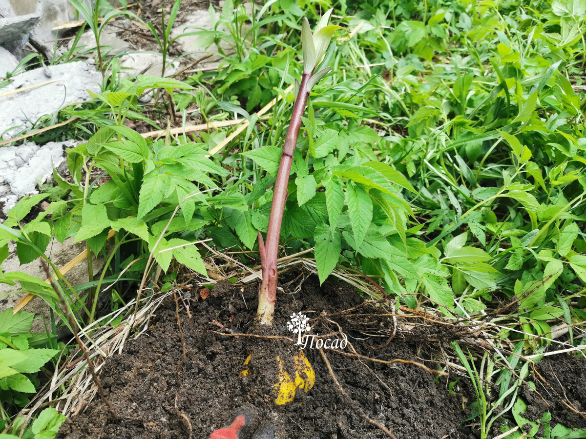 Лилия. Видимо, жёлтая или кремовая. 