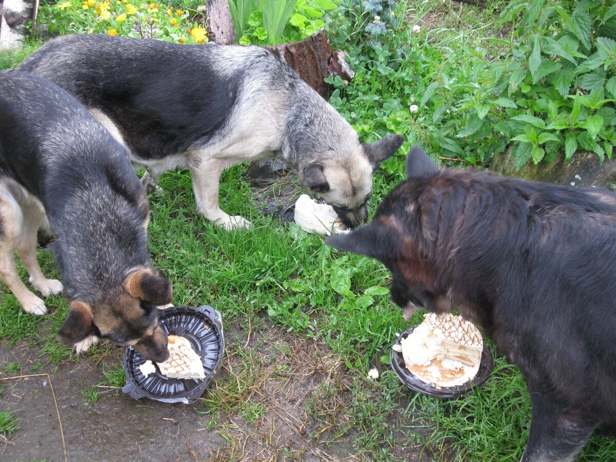 Ни на одной шеи нет следа ошейника... Обе ВЕО уже на Радуге,  с разницей в 1 год. Слева Бонни-подкидыш.