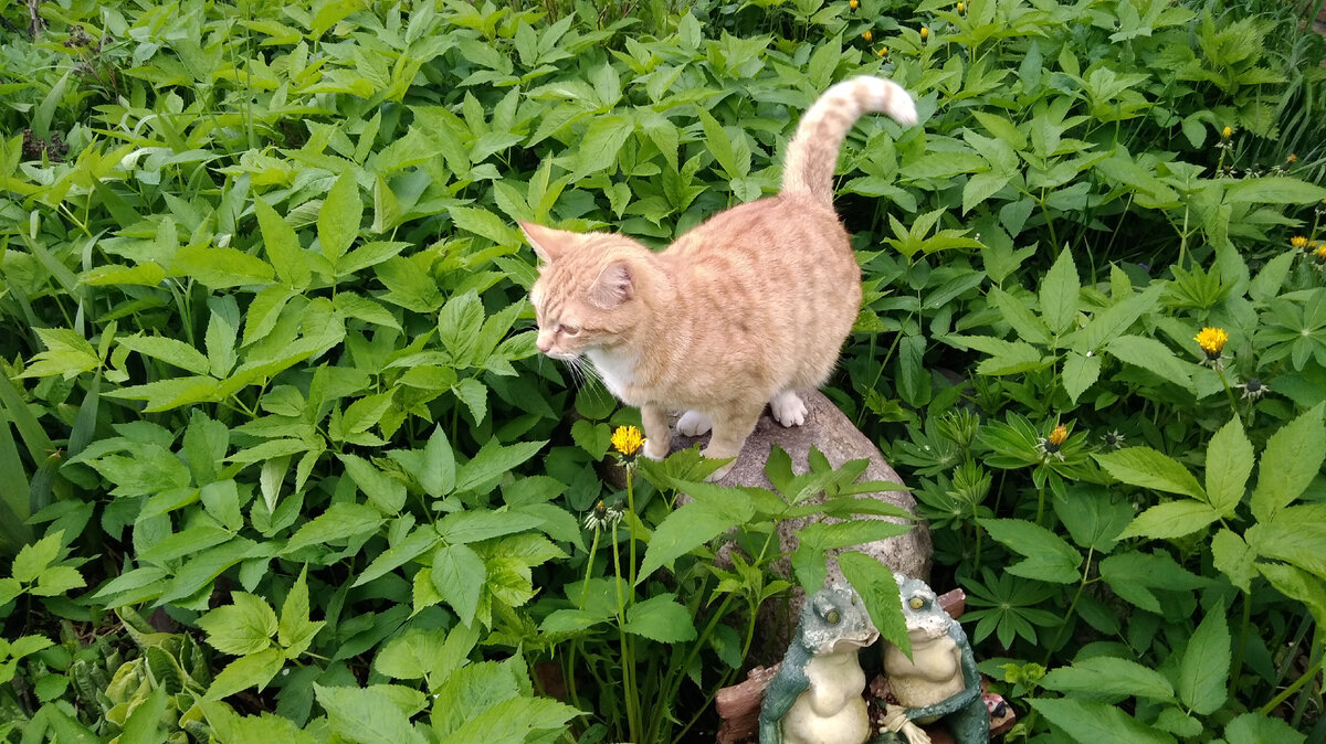 Заросли травы - излюбленные места змей. Первыми могут пострадать домашние питомцы.