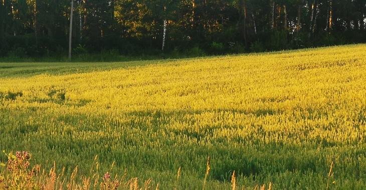    МСХ РФ открывает конкурсный год Национальной премии информационных проектов по сельской тематике «Моя Земля – Россия» – 2022