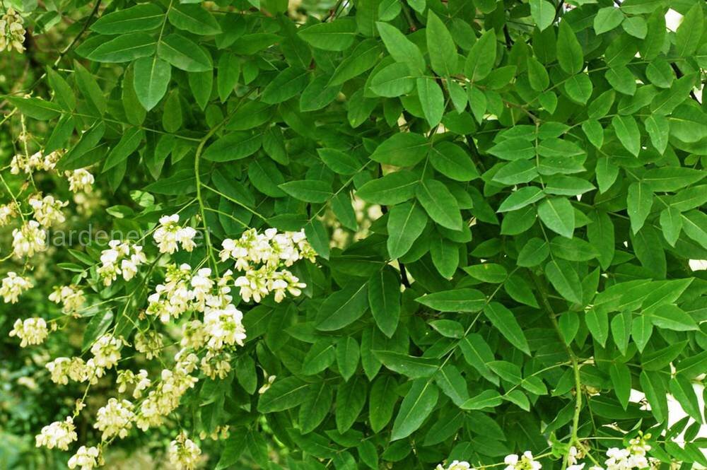 Софора японская. Софора японская Sophora japonica. Японская Акация софора. Софора Дальневосточная.