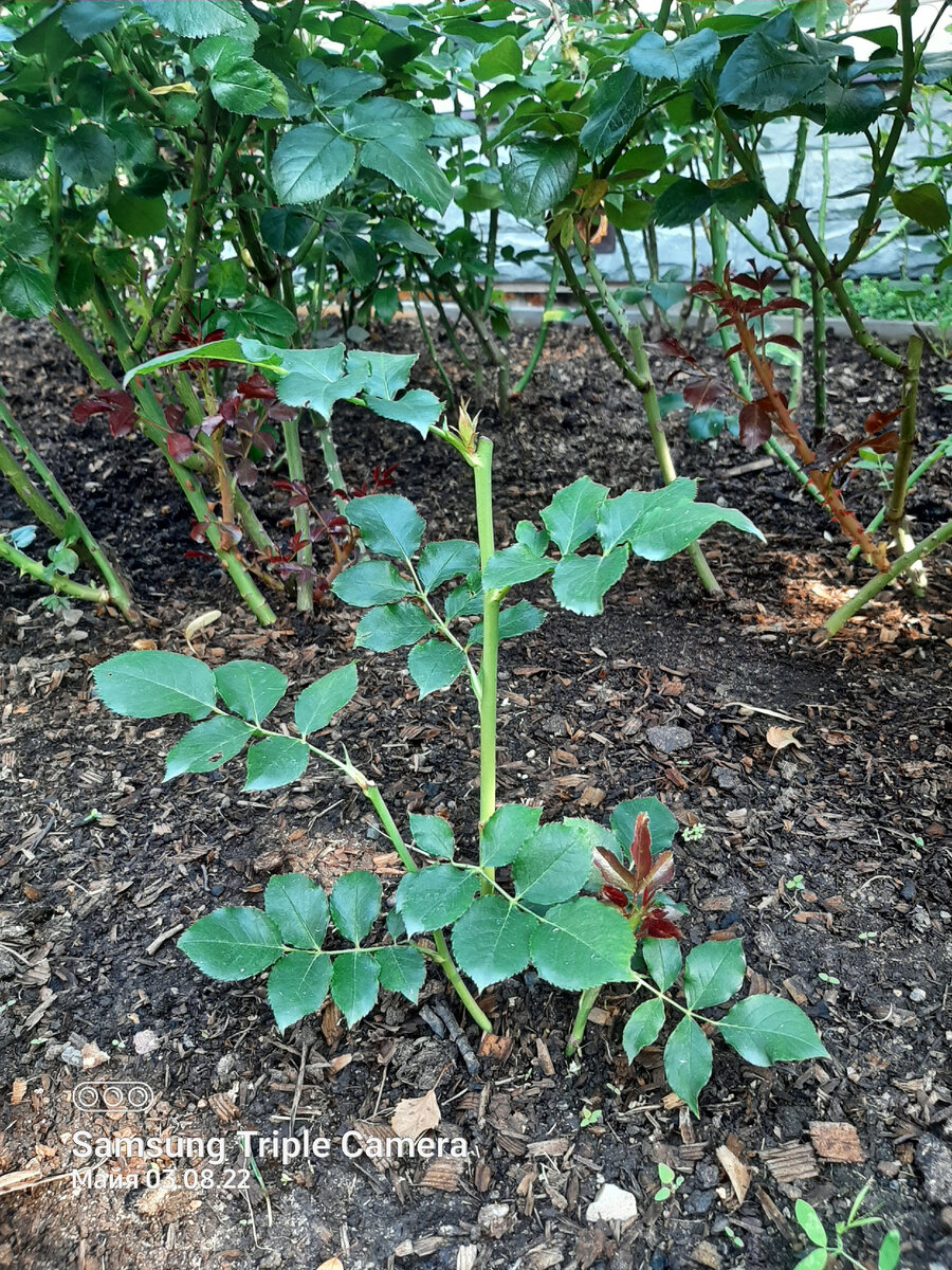 Хорошо заметно, что в рост пошли новые почки