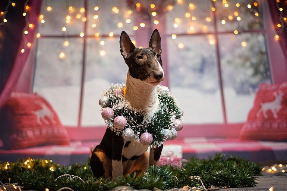     Бультерьер: что нужно знать, если вы берете домой щенка этой породы