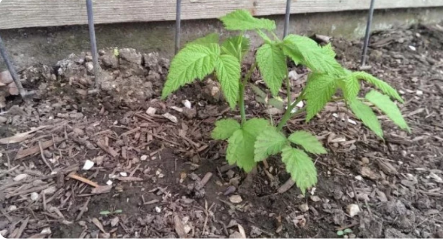 Посадить малину можно у забора