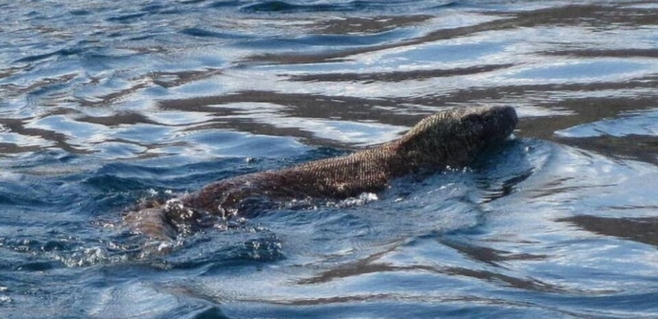 Комодские вараны – прекрасные плавуны, но поедать жертв предпочитают на суше