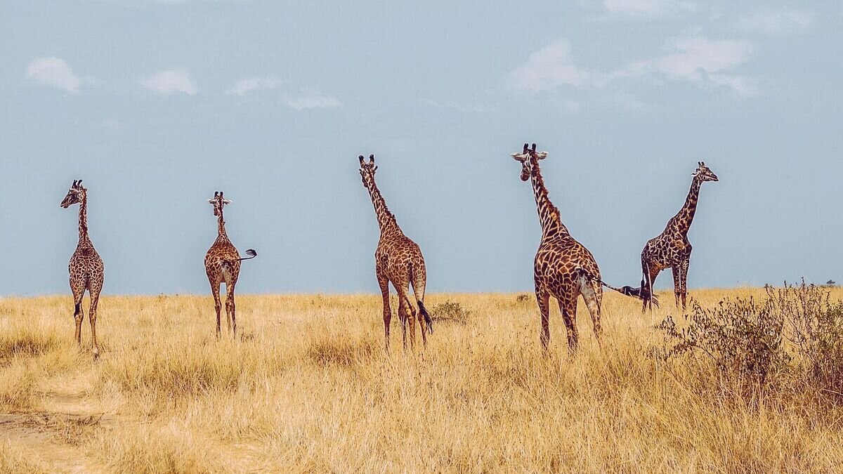    Сафари в Кении© Unsplash/Bibhash (Knapsnack.life) Banerjee