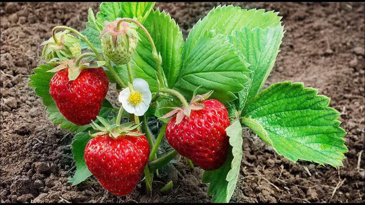 фото с Яндекс.Картинки