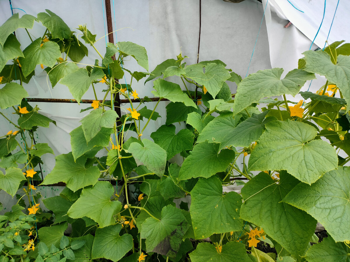 Тепличные огурцы 2023