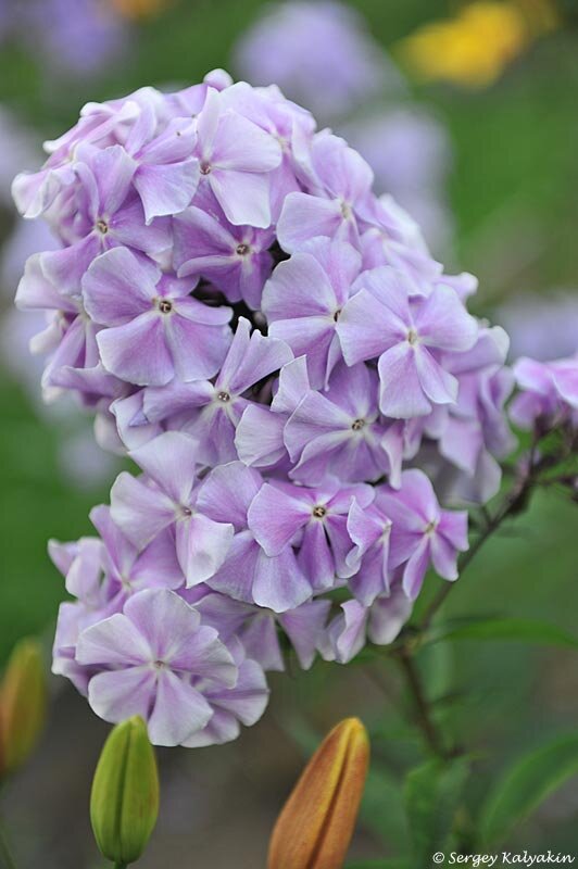 Флокс Константин Мельников