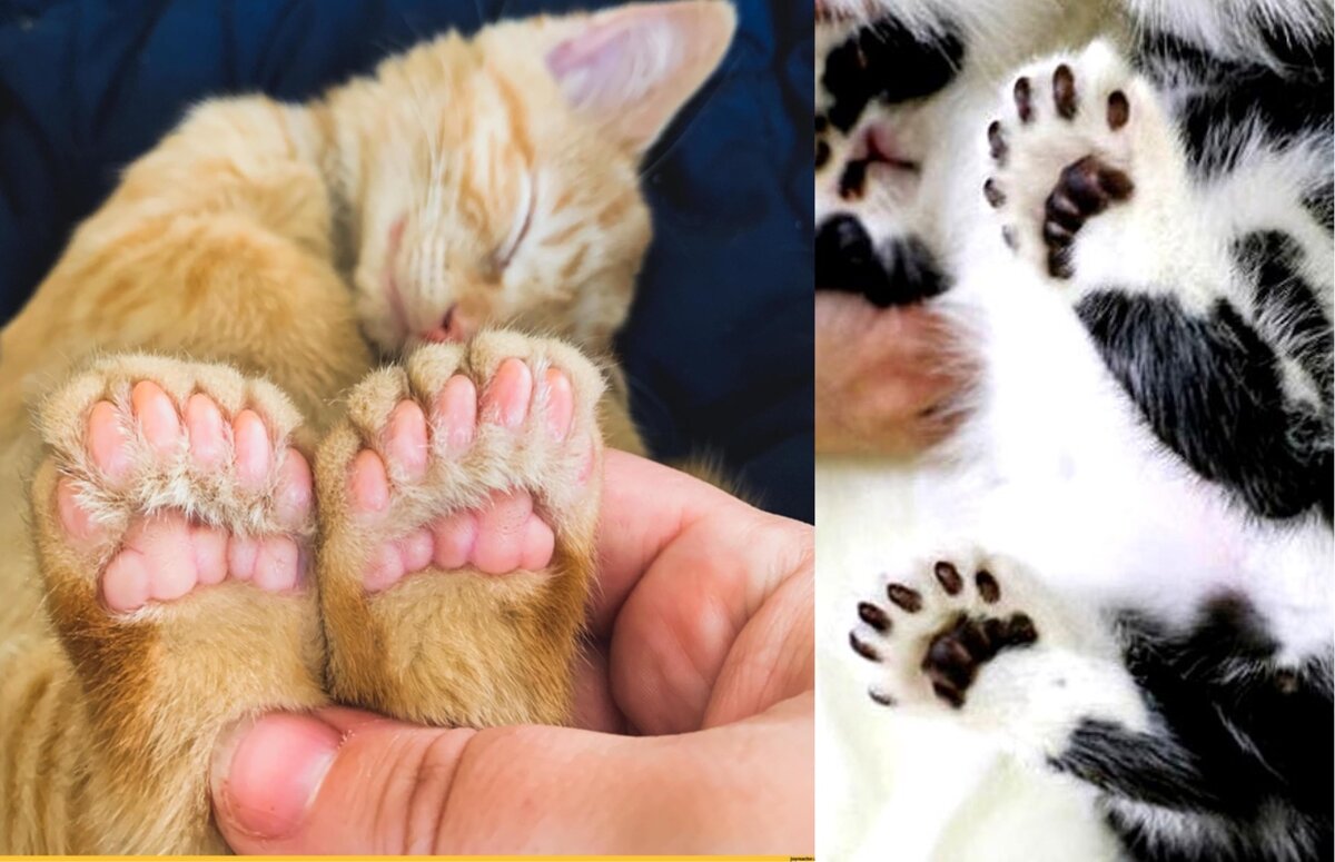 Сколько у котиков пальцев. Кот шевелит пальчиками. Сколько когтей на пальцах у котов. Лапа кота фото сколько пальцев. Сколько пальцев у сильфиетты.