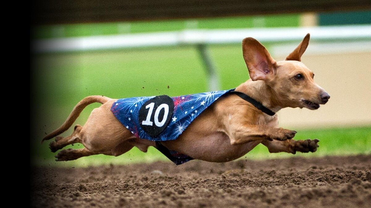 Собачий спорт