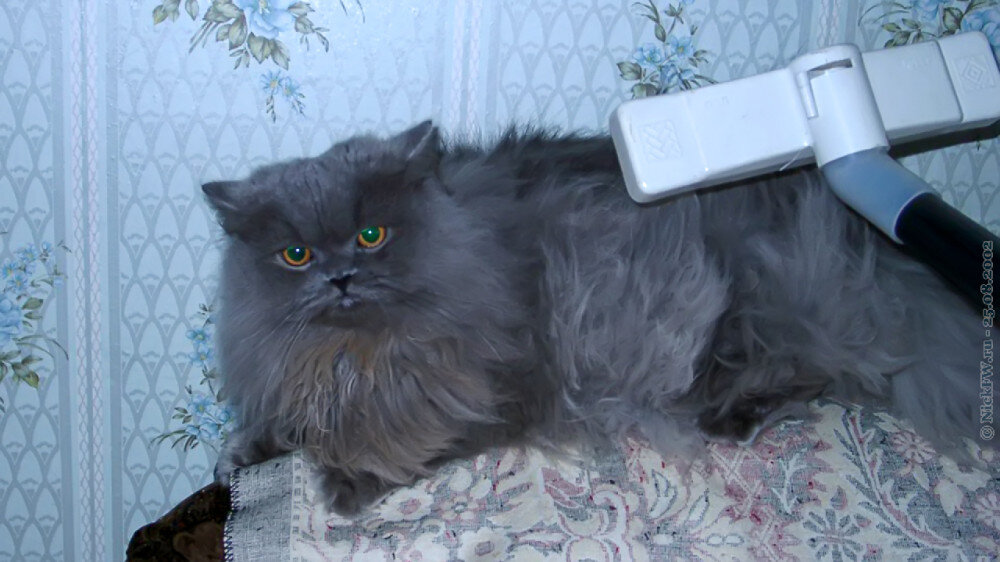 2. Пуська и пылесос... © NickFW.ru — 25.08.2002г.