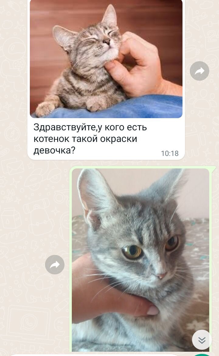 Скриншот переписки 