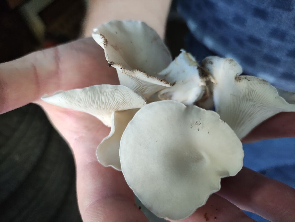 Вот так выглядят трехдневные грибы штамма М5 после появления примордий