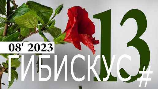 Как правильно сформировать бонсай в горшке под нужную форму?