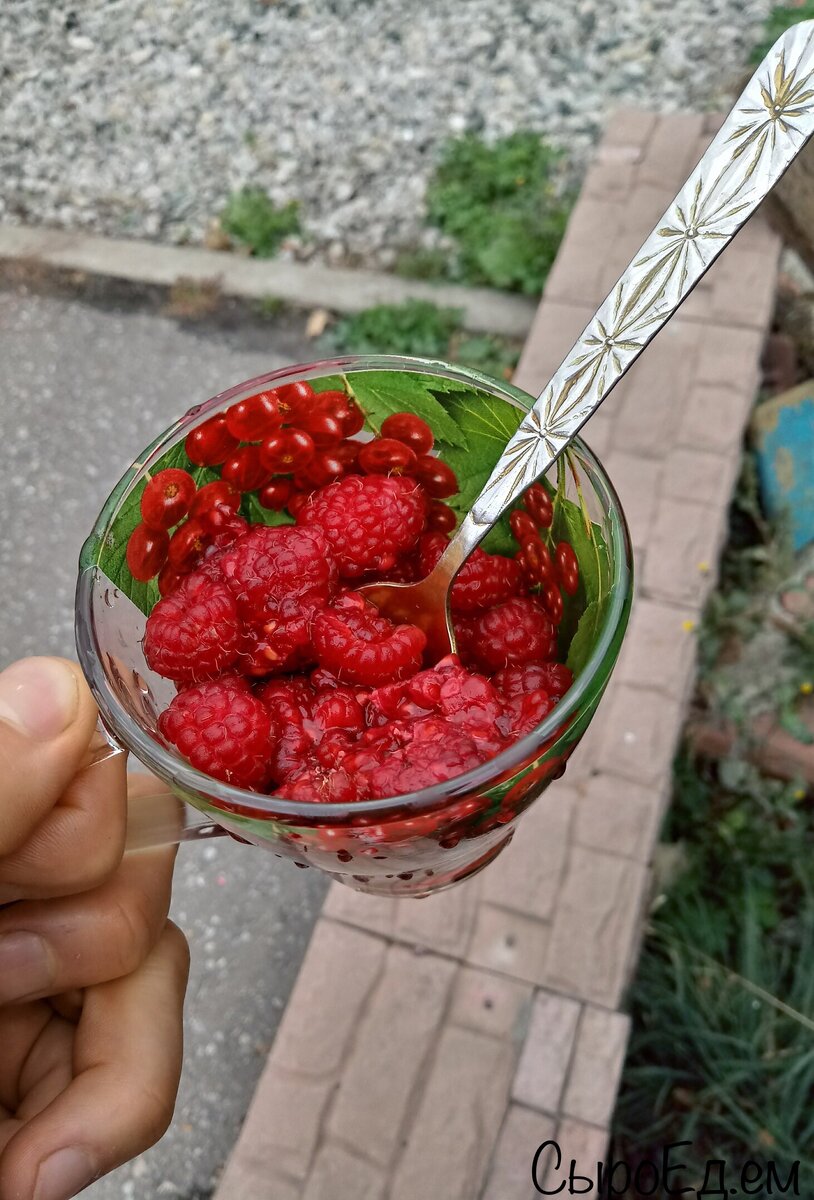 Обожая свежую малинку (ягода даёт хороший заряд на весь день )