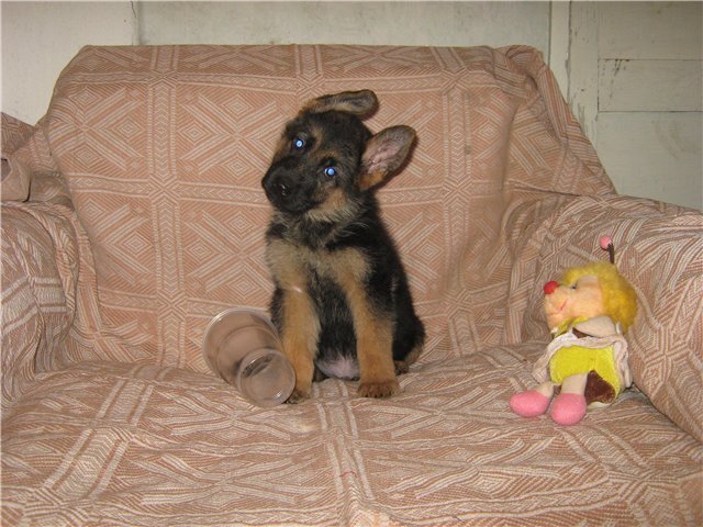 Вот таким я его увидела у заводчика.
