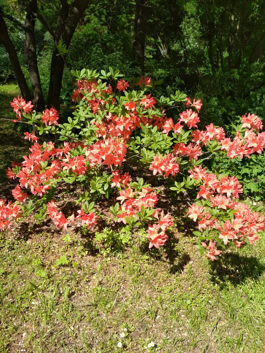 Дивные краски