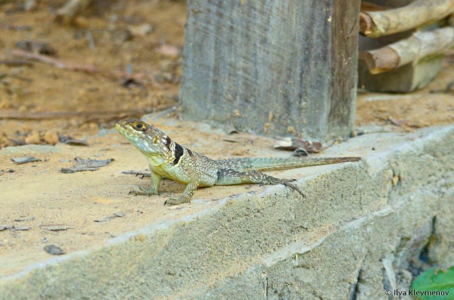2. Маленький динозавр

