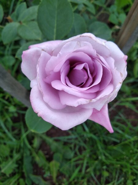 Цвет и аромат просто сводят с ума!