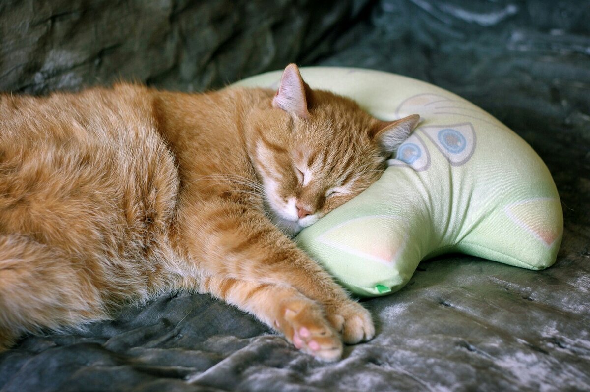 Фото IRCat с сайта Pixabay 