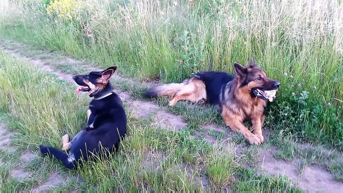 Зевс и Кейси