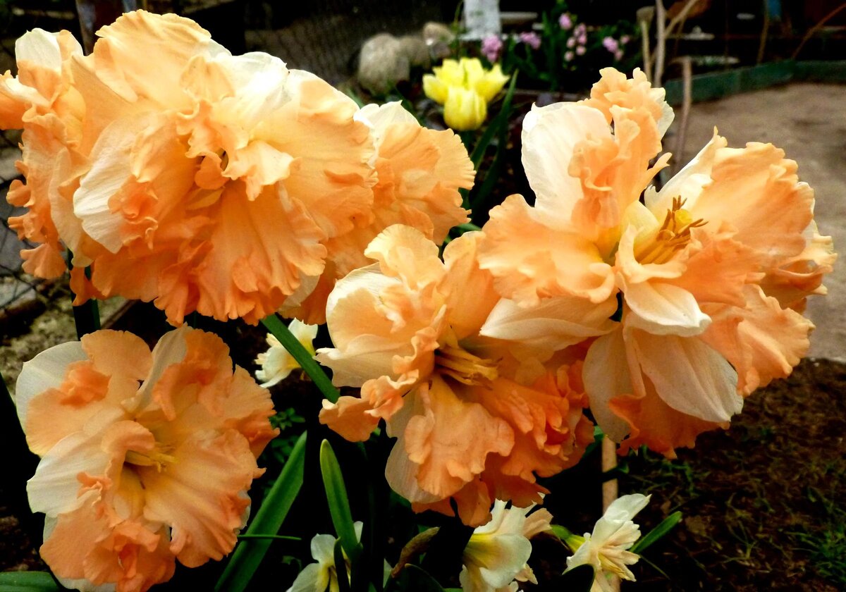 источник фото: 1zoom.me