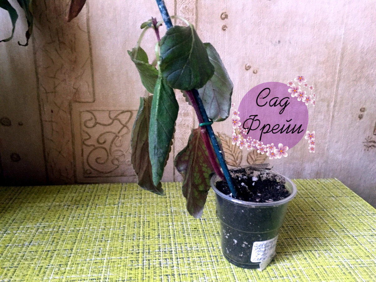 Ну а кто бы не расстроился, увидев такую смитикодонию