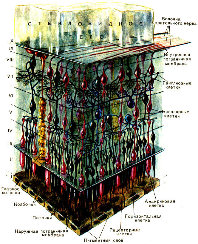 Микроскопическое строение сетчатки. Слои сетчатки глаза анатомия. Строение сетчатки глаза слои. Послойное строение сетчатки.
