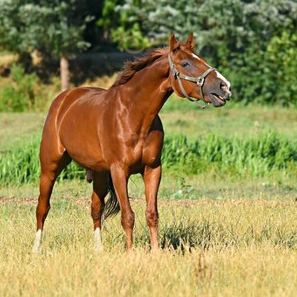 Лошадь издает звук ржания 