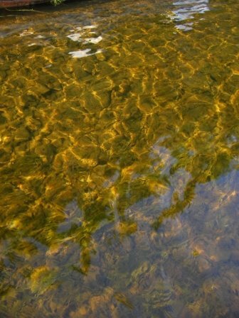 Вода в Илыче. Фото автора