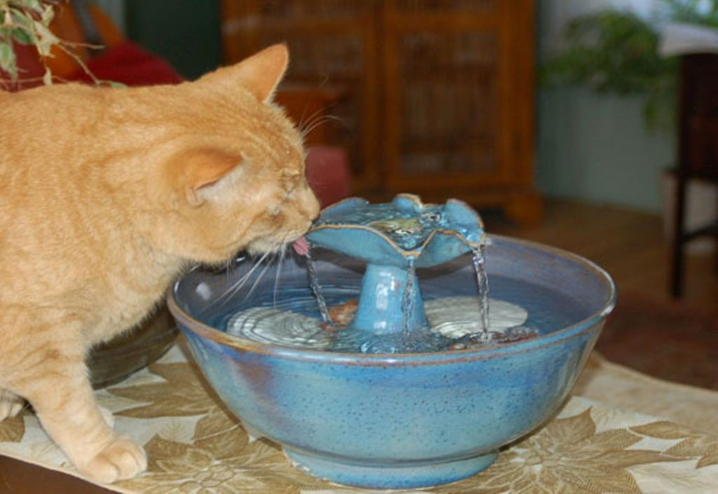 Каждый хозяин животного должен обеспечивать ему постоянный доступ к пресной воде. Однако кошки разборчивы и отказываются не только есть, но и пить воду из своей миски.-2