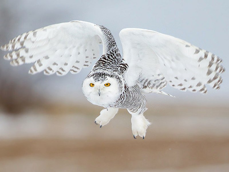 Совы полярные. Полярная сова в тундре. Полярная сова в тундре. Полярная сова в тундре. Полярная сова меланист.