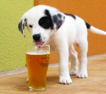 Можно ли собакам алкоголь?