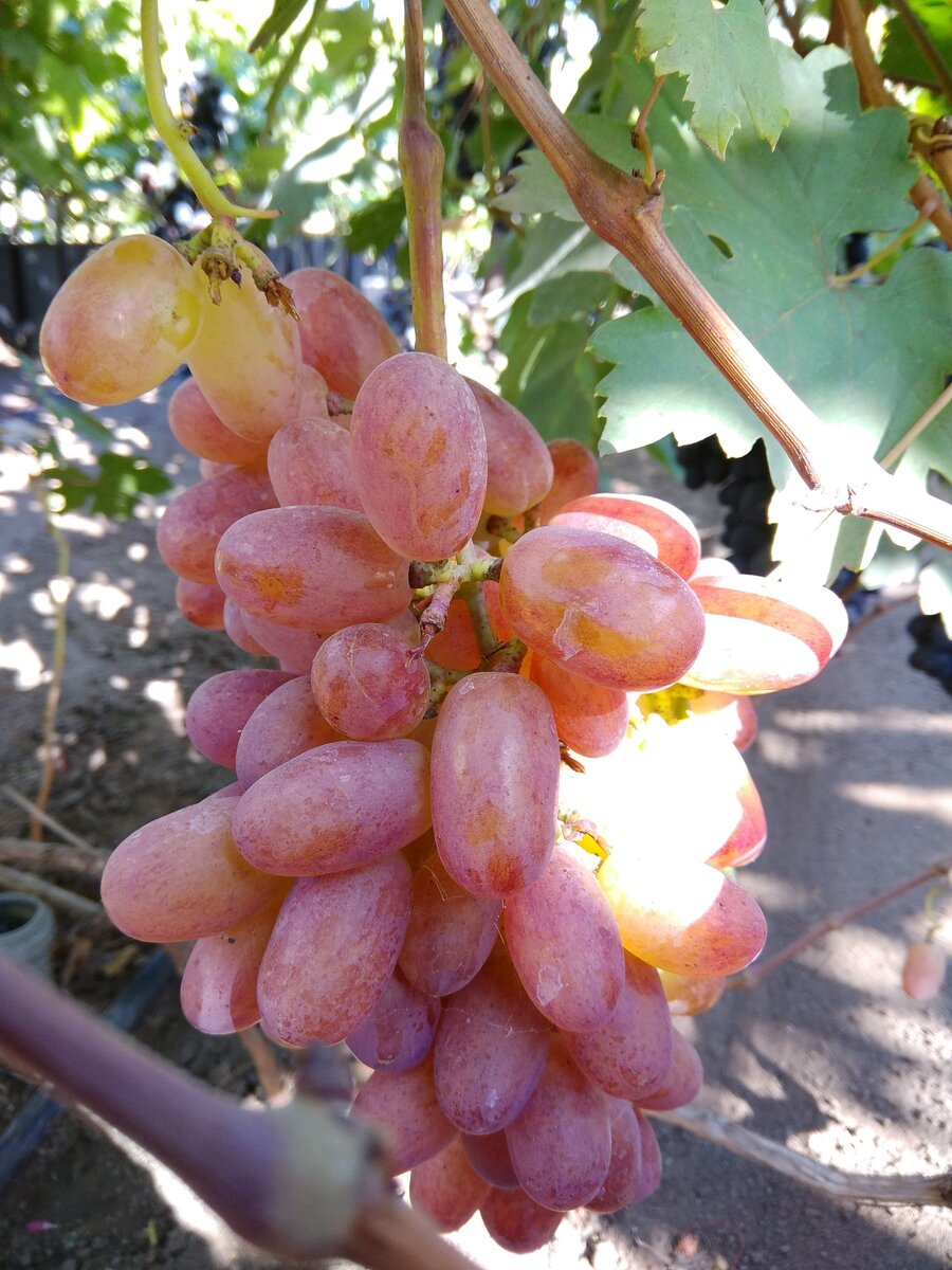 Юлиан в нашем питомнике. Совсем молоденький, первый год плодоношения, а это значит, он себя еще покажет!