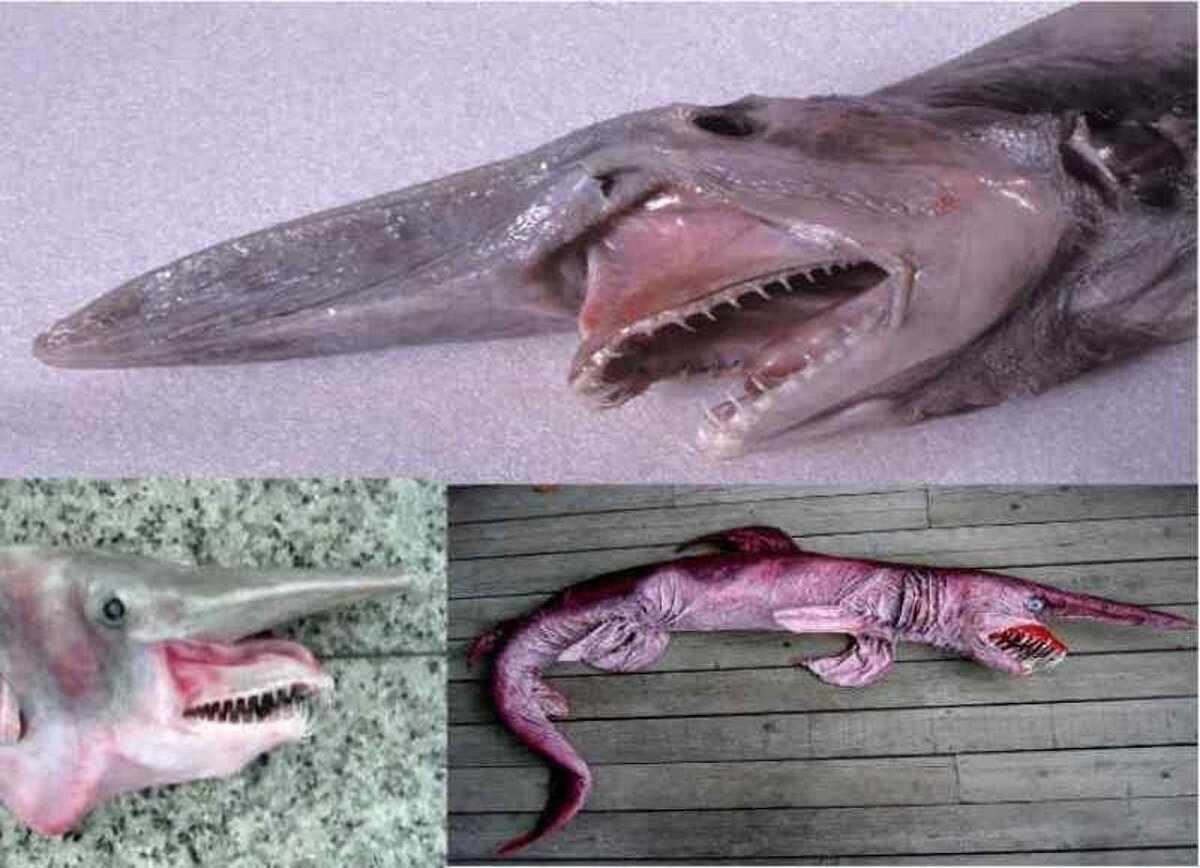 Выдвигающаяся челюсть делает акулу-гоблина еще более зловещим хищником